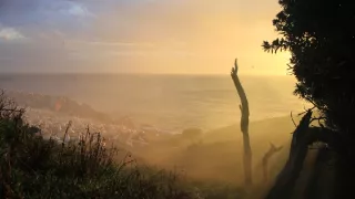 Delfíni jižních moří