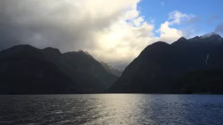 Delfíni jižních moří