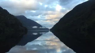 Delfíni jižních moří