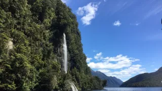 Delfíni jižních moří