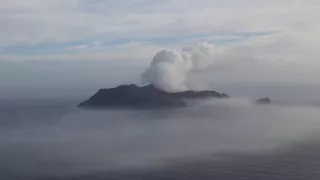 Delfíni jižních moří