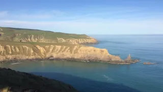 Delfíni jižních moří