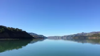 Delfíni jižních moří