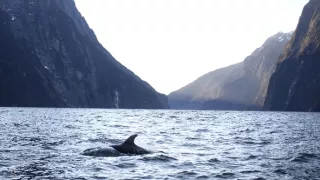 Delfíni jižních moří