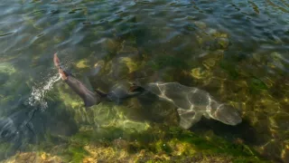 Delfíni jižních moří