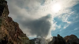 Delfíni jižních moří