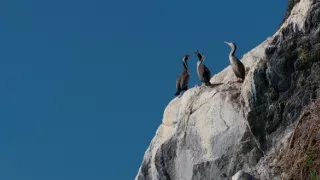 Delfíni jižních moří