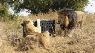 Zabijácké IQ: Lev versus hyena (2)