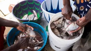 Anthony Bourdain: Neznámé končiny XII (1)