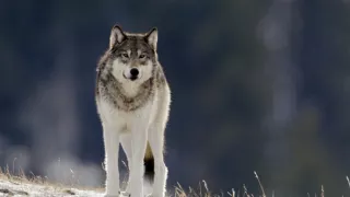 Začalo to v Yellowstonu - národní parky USA a jejich příroda
