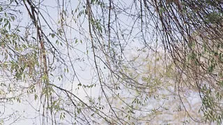 Osamelý pomstiteľ