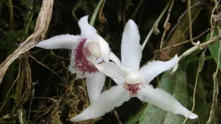 České stopy v rastlinnej ríši Latinskej Ameriky