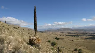 České stopy v rastlinnej ríši Latinskej Ameriky