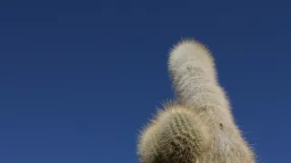 České stopy v rastlinnej ríši Latinskej Ameriky