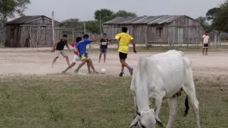 České stopy v rastlinnej ríši Latinskej Ameriky