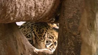 České stopy v rastlinnej ríši Latinskej Ameriky