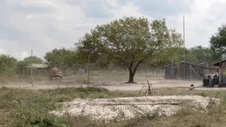 České stopy v rastlinnej ríši Latinskej Ameriky