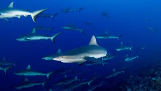 Rodinné stretnutie žralokov