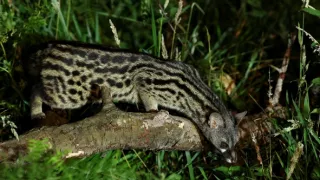 Divoké Španělsko (1/2)