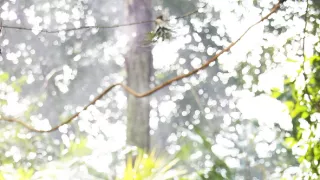 Po stopách Marsupilamiho