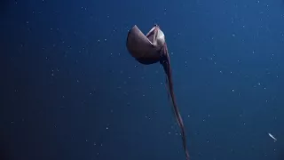 Zázračná planeta: Planeta Země III (2/8)