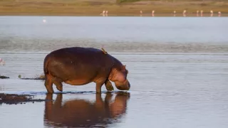 Život v říši zvířat (11)