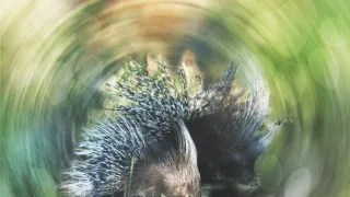 Moje zvířecí rodinka