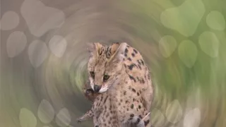 Moje zvířecí rodinka