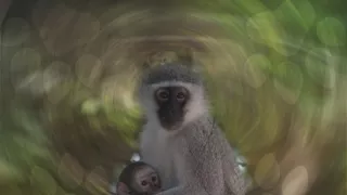 Moje zvířecí rodinka