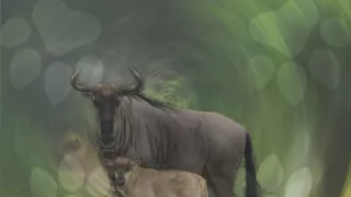 Moje zvířecí rodinka
