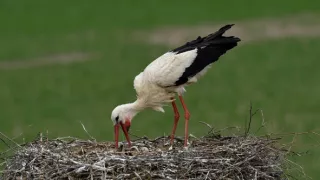 Frnk z hnízda