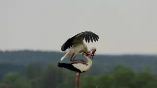 Frnk z hnízda