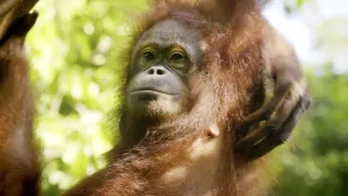 Divoké Borneo Judi Denchové (2/2)