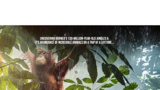 Divoké Borneo Judi Denchové (2/2)