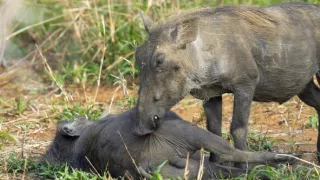 Tři prasátka bradavičnatá