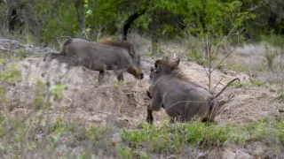 Tři prasátka bradavičnatá