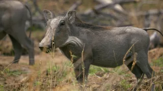 Tři prasátka bradavičnatá