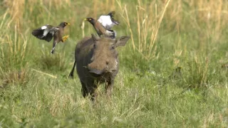 Tři prasátka bradavičnatá