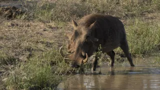 Tři prasátka bradavičnatá