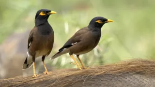 Tři prasátka bradavičnatá