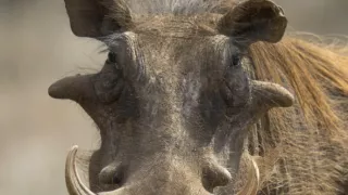 Tři prasátka bradavičnatá