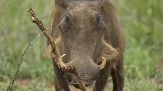 Tři prasátka bradavičnatá