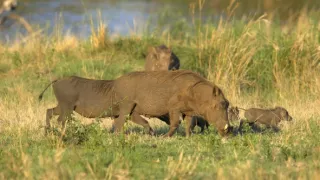 Tři prasátka bradavičnatá