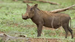 Tři prasátka bradavičnatá
