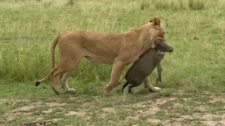 Tři prasátka bradavičnatá