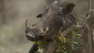 Tři prasátka bradavičnatá