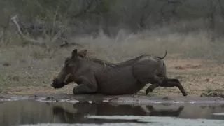 Tři prasátka bradavičnatá