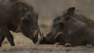 Tři prasátka bradavičnatá