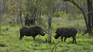 Tři prasátka bradavičnatá