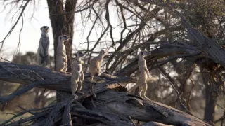 Zvířecí sociální sítě (2)